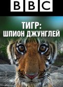 BBC: Тигр - шпион джунглей